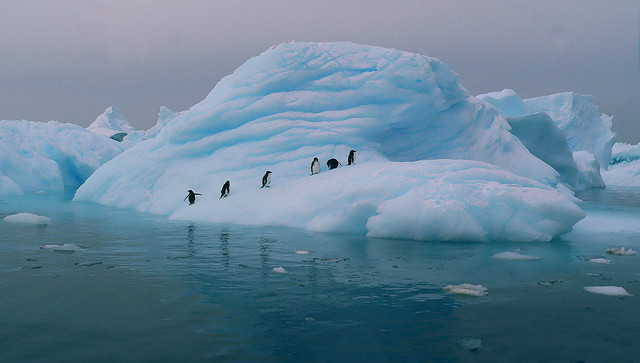 Antartica Penguins