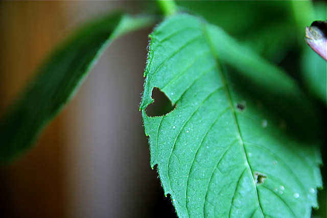 Heart Leaf